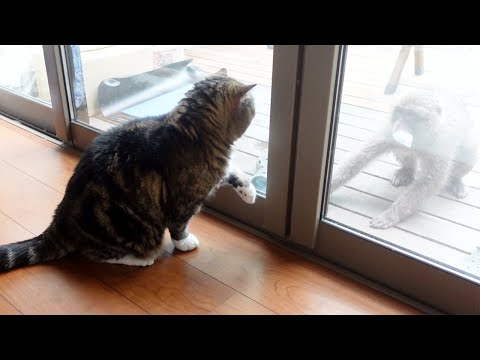 youtube-動物記事1970/01/01 09:00:00