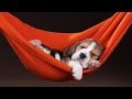 Interpreting Animal Dreams | World Science Festival