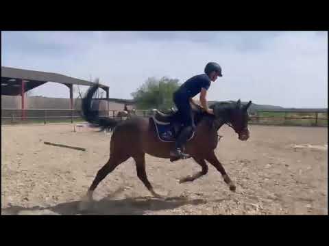 Mare Thoroughbred For sale 2019 Bay