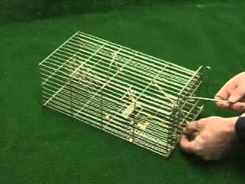 14" family rat trap by trapman