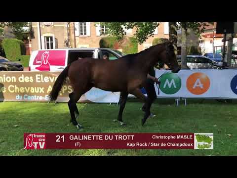 Sprinter Sacré Show 2018 : Lot 21 - GALINETTE DU TROTT
