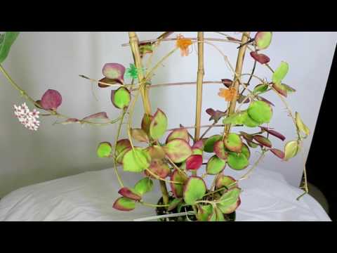 Hoya UX II CIR-PL 72mm video