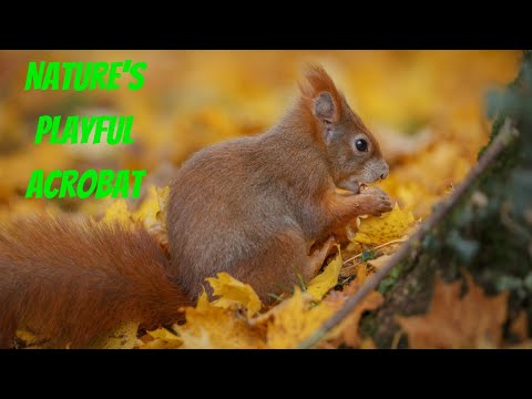The Secret Life of Red Squirrels #animals #redsquirrel #nature #wildlife #animalfacts