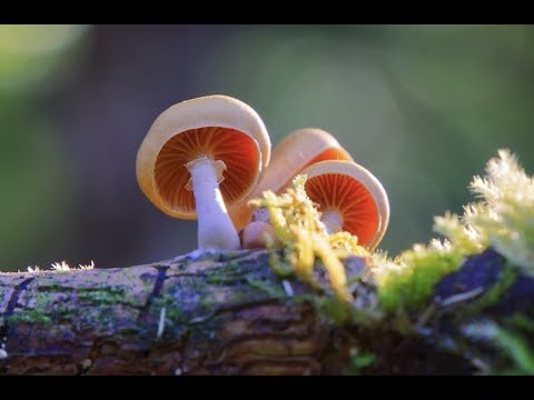 Darktable ( Neue Presets )