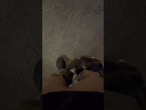 Cats Choose the Zigzag Path… Just to Steal Our Hearts 😻🐾#funnycats #cat #catvideos