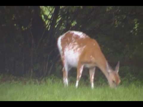 Rare Weird Fat White Deer (clip 1)