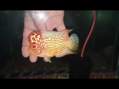 No.7 FD male for sale each or take all 10 items