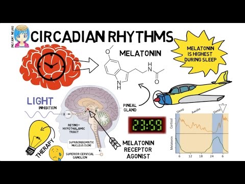 INSTANT NEURO - Circadian Rhythms