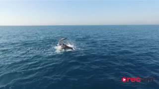 Delfines a vista de dron (03/04/2019)
