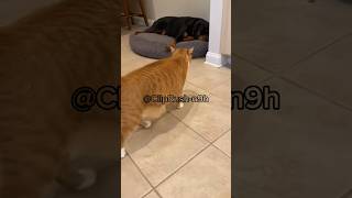 مواقف غريبة للحيوانات القط بيتسحب 😅😅