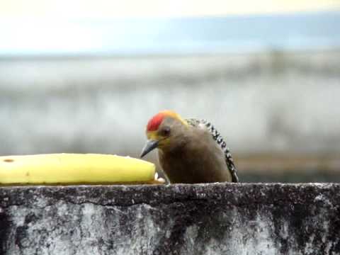 Carpintero de Hoffmann