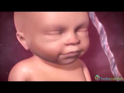 Shtatëzania - Pregnancy ( Java - Week 21 - 27 )