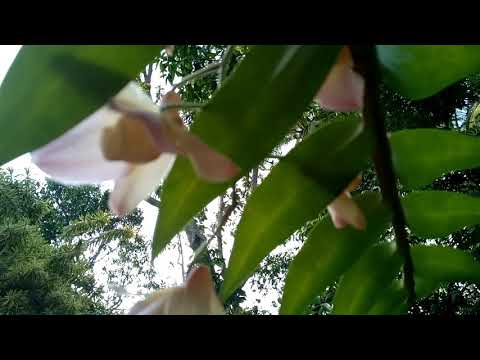 Flowers..🌸🌸(1)