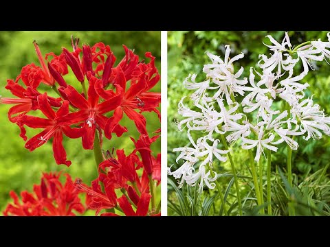How to Plant Nerines: Summer Garden Guide