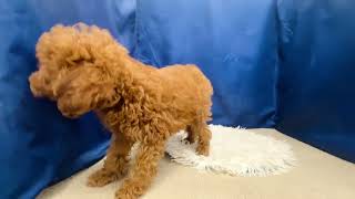 トイプードルの動画01