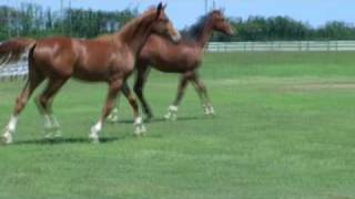 preview picture of video 'SOLD by German Premium Warmblood'