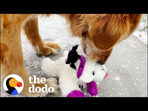 Senior Golden Loves His Lambchop Stuffed Animal More Than Life Itself | The Dodo