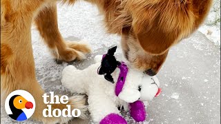 Senior Golden Loves His Lambchop Stuffed Animal More Than Life Itself | The Dodo