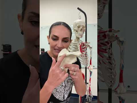 EASYYY! Pectoral Girdle: Clavicle and Scapula