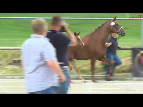 Stutfohlen von Raven x L'Espoir vom 11.03.2021