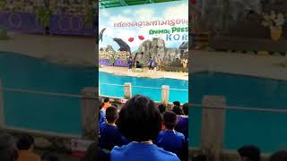 preview picture of video 'การแสดงแมวน้ำที่สวนสัตว์โคราช'