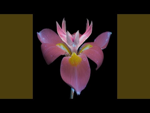 Video thumbnail for GARDENIA