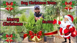 Buy Real Christmas Trees - Araucaria, Golden Green Cypress | Indoor Plant