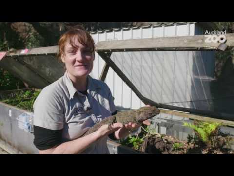 Zoo Tales - Truly unique tuatara