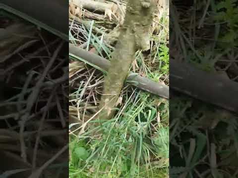 Benjeshecke anlegen: So baust du eine Totholzhecke richtig