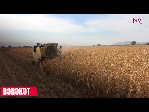 BƏRƏKƏT 16.10.2025