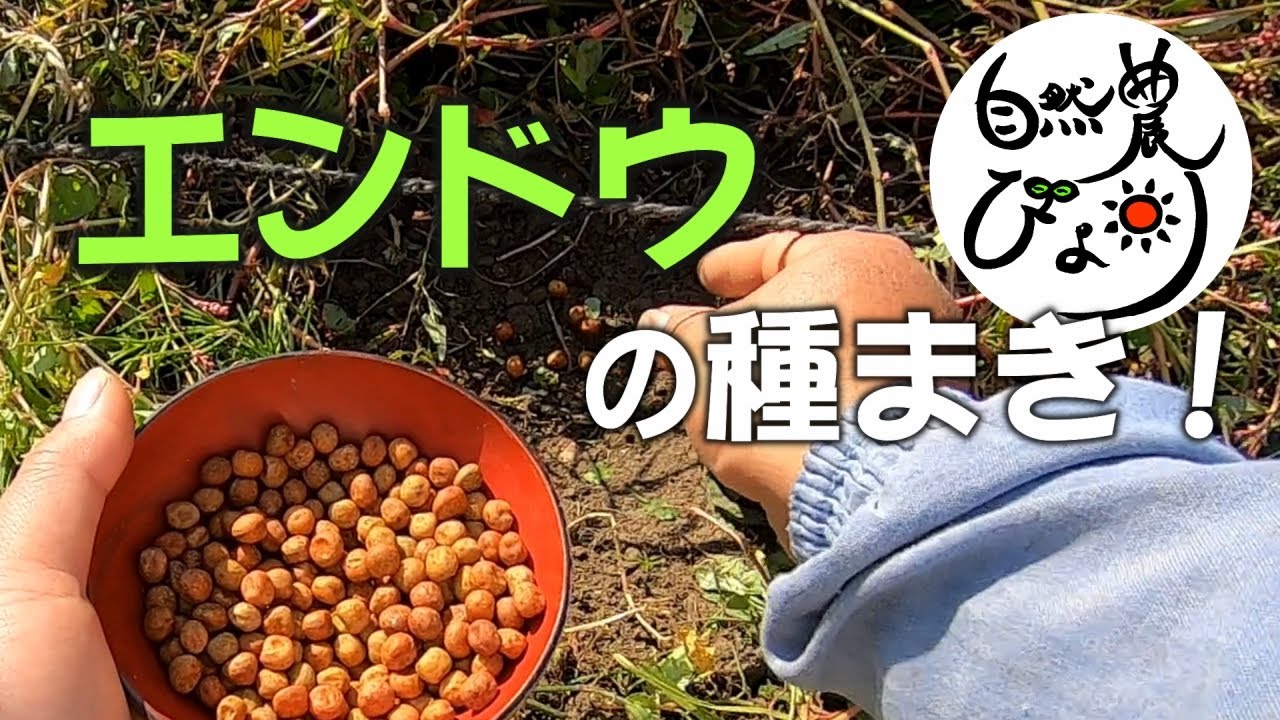 【自然農】絹さやエンドウの種まき（育て方・栽培方法） 2021/11/15　[Natural farming] Seeding snow peas(pea)