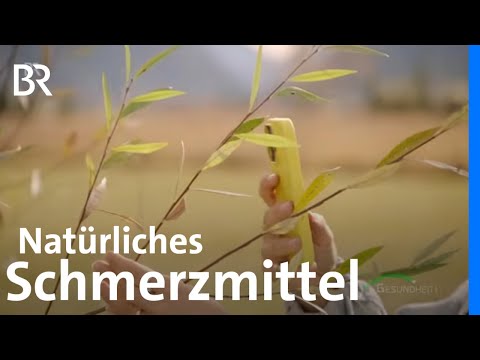 Weidenrinde: Natürliches Schmerzmittel | Heilkraft aus der Natur | Gesundheit | BR