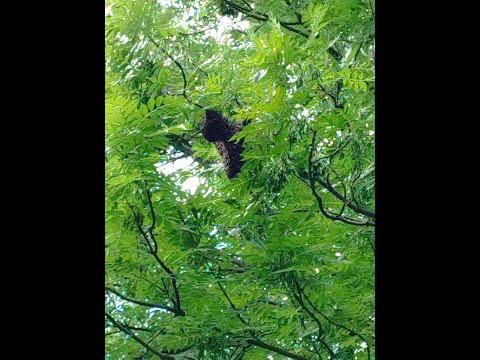 Rój numer X. Więcej szczegółów na fb i teraz X.