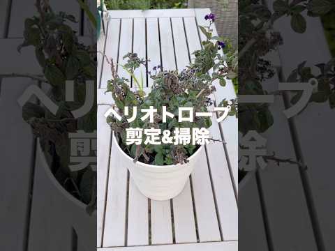 園芸 ヘリオトロープ