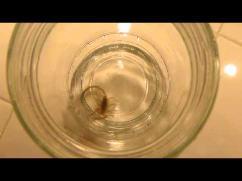 Our Las Vegas Pet Scorpion