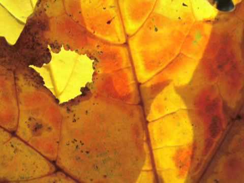 C.Baermann Opus 63 No.31, Kees Vos clarinet Frits Kroese piano