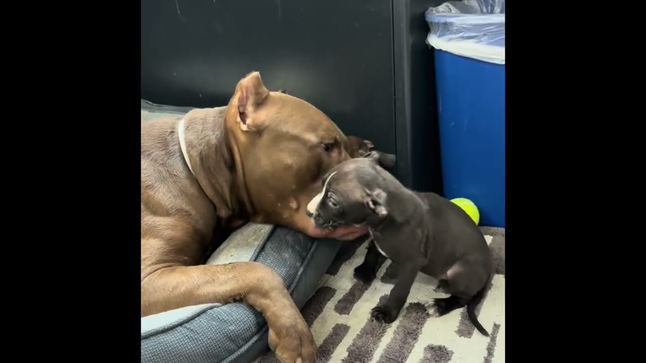 Enlarge Little Jo - #50523, a ADOPTABLE mixed breed in Columbia, MD video 3/3