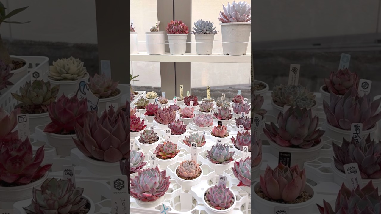 多肉植物コレクション　#多肉植物 #多肉棚 #succulent