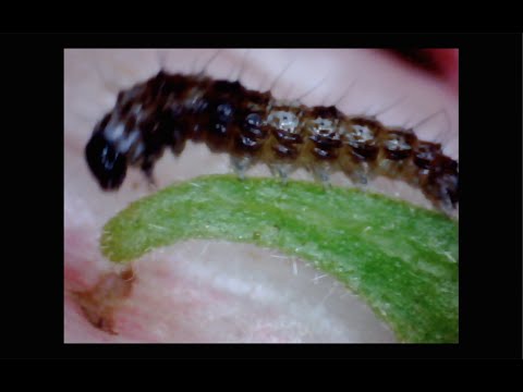 AHH! ft. Marina Herlop