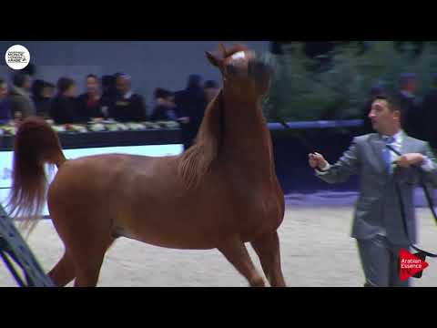 N.110 D SHALLAL - Paris 2018 - Junior Colts (Class CM 5A)