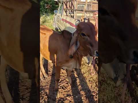 terneros en el tiangue de Santiago Nonualco, La Paz Centro, domingo 23 de noviembre 2025