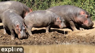 African Watering Hole 