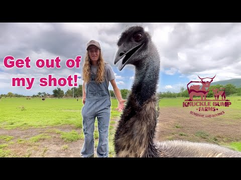 Emanuel the Emu is in My Shot!