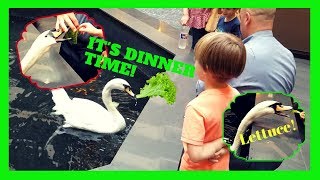 SWANS in the HOTEL!!! Eating and saying thank you???