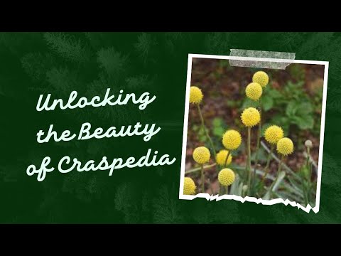 Unlocking the Beauty of Craspedia FAQs and Planting Tips