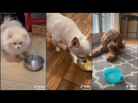 Giving your dog sparkling water to see how they react | TikTok