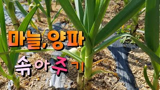 마늘(garlic ), 양파(onion ) 굵게키우기, 싹 솎아주기, 관리방법