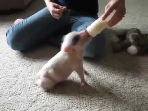 CUTE BABY Pig Loves Moms Milk (VEGAN) Funny Bacon McDonalds Pets Dog Rescue Pregnancy Problems