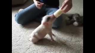 CUTE BABY Pig Loves Moms Milk (VEGAN) Funny Bacon McDonalds Pets Dog Rescue Pregnancy Problems