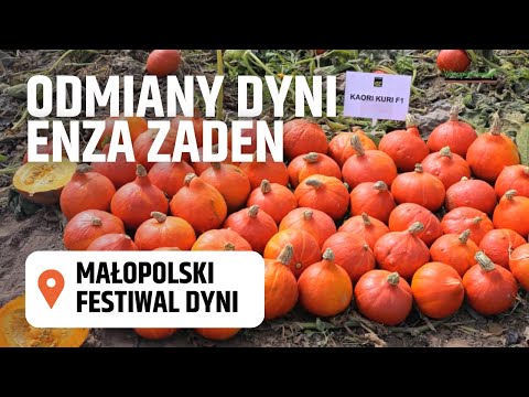 , title : 'Dynie na Małopolskim festiwalu dyni z oferty Enza Zaden'
